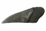 Partial, Fossil Megalodon Tooth Paper Weight #144421-1